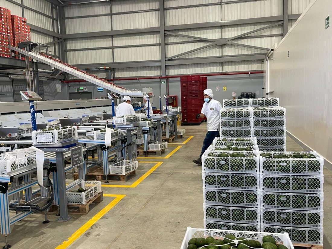 6 mil toneladas de aguacate hass salen para el Super Bowl en Estados Unidos