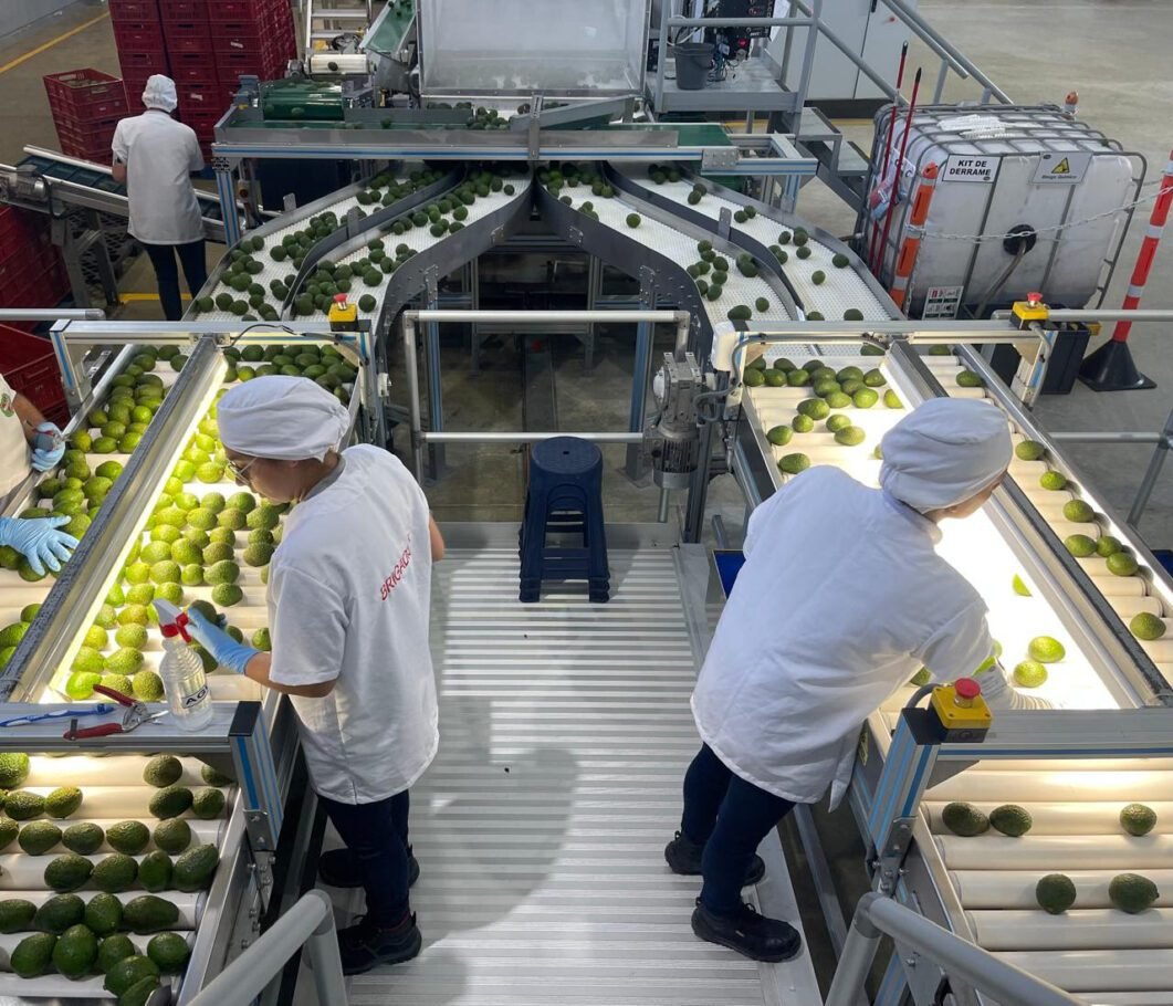 6 mil toneladas de aguacate hass salen para el Super Bowl en Estados Unidos