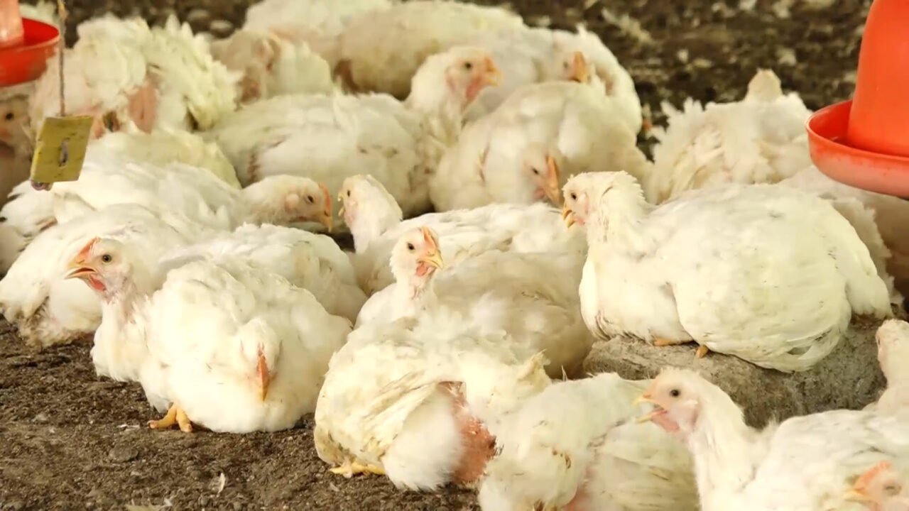 Por primera vez Colombia exporta pollo a Japón
