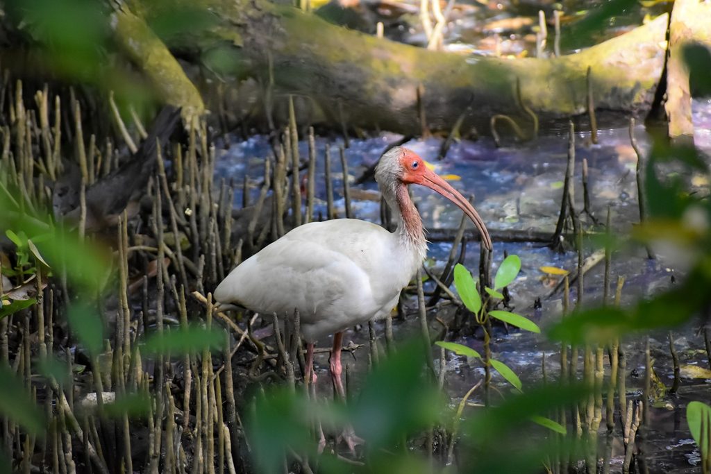 Ecoparque Ciénaga de Mallorquín: más por el turismo de naturaleza